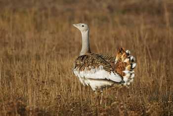 Great Bustard