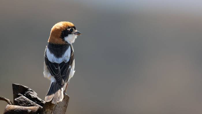 Woodchat Shrike (Simon Tonkin) (2).jpg