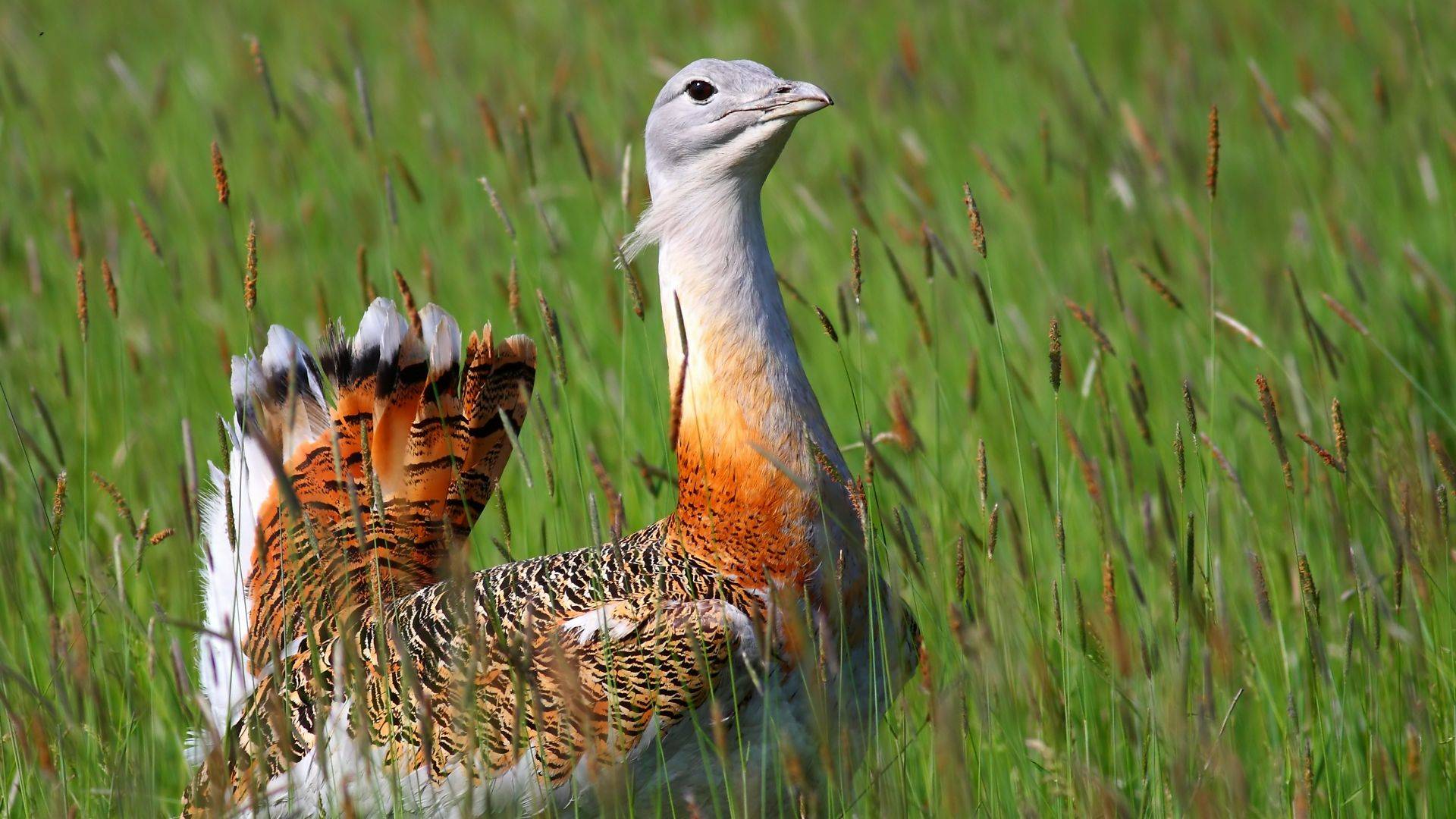 Wildlife Holidays in Europe - Naturetrek