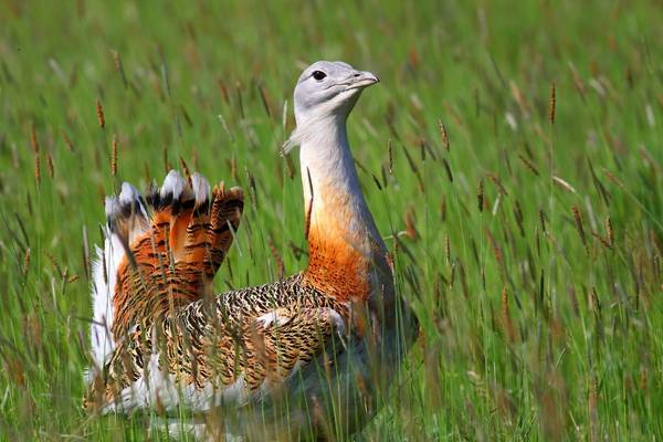 Great Bustard