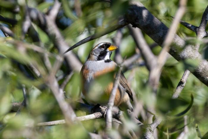Many-coloured Chaco Finch © James Warren, May 2026.jpg
