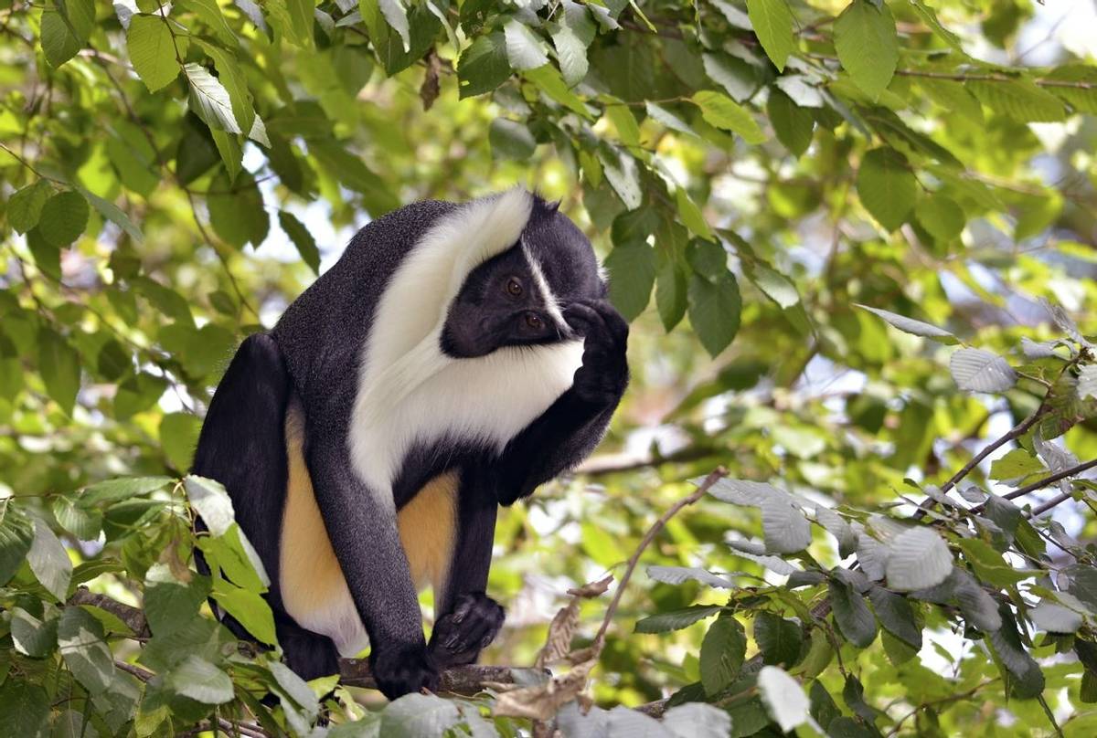 Diana Monkey shutterstock_97461503.jpg