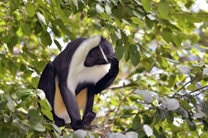 Diana Monkey shutterstock_97461503.jpg