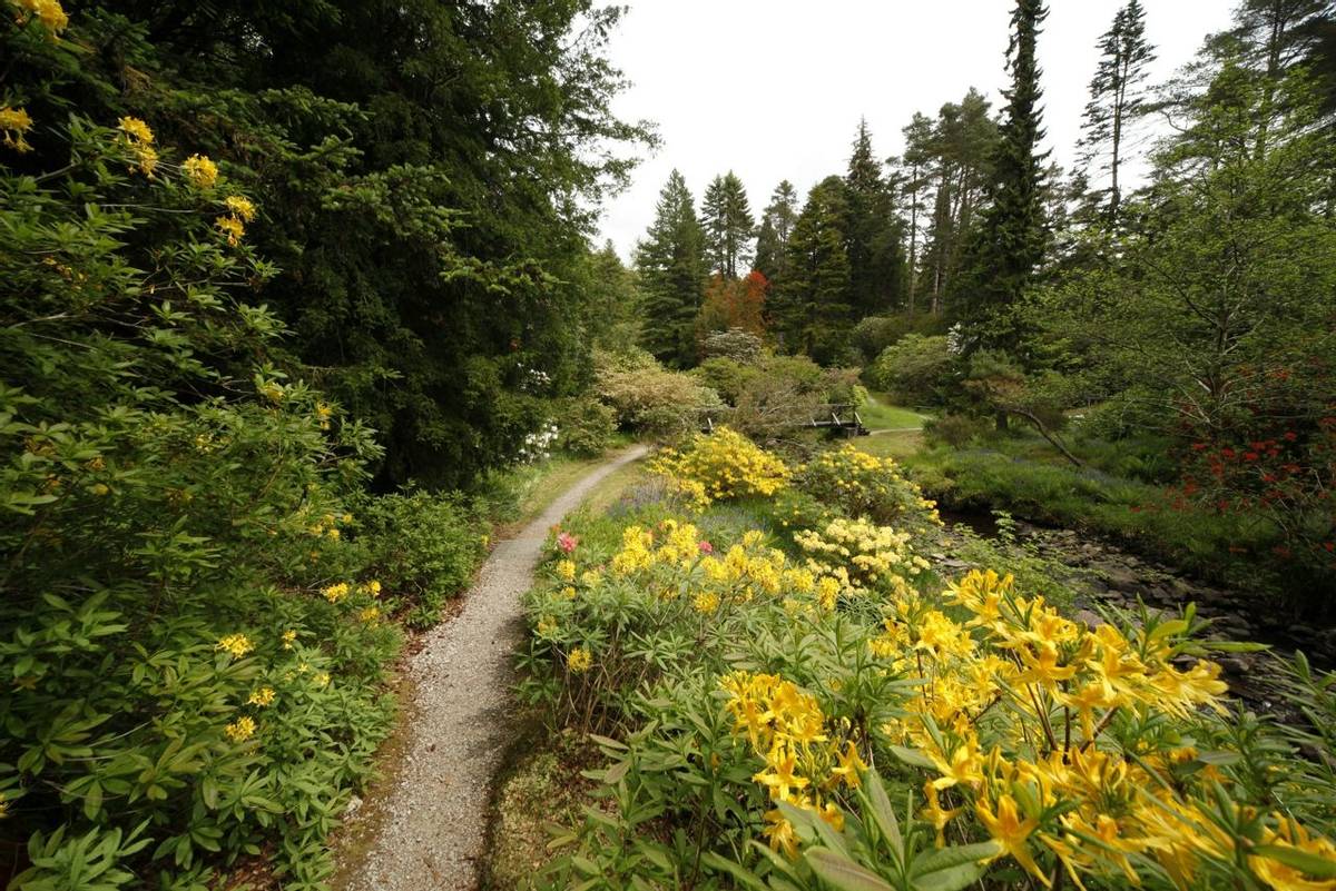 Crarae Glen Garden - a woodland garden belonging to the National Trust for Scotland, planted around the steep-sided Crarae b…