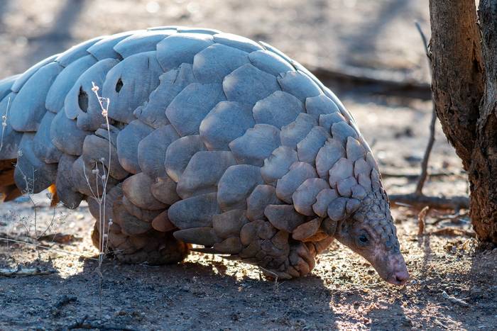 Temminck's Ground Pangolin © participant James Rae, June 2025