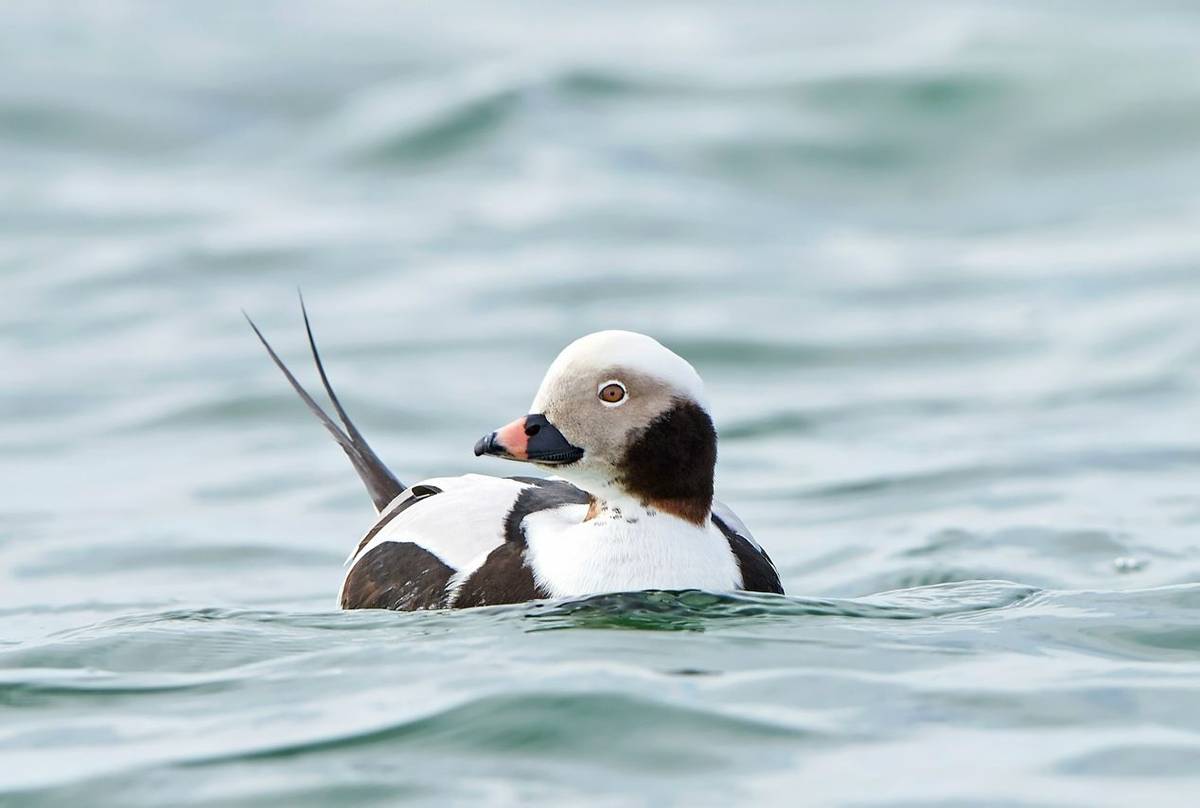 Long-tailed Duck shutterstock_1079736707.jpg
