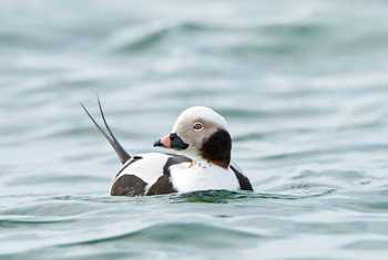 Long-tailed Duck shutterstock_1079736707.jpg