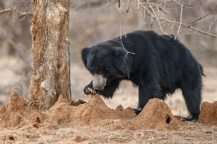 Sloth Bear hunting termites