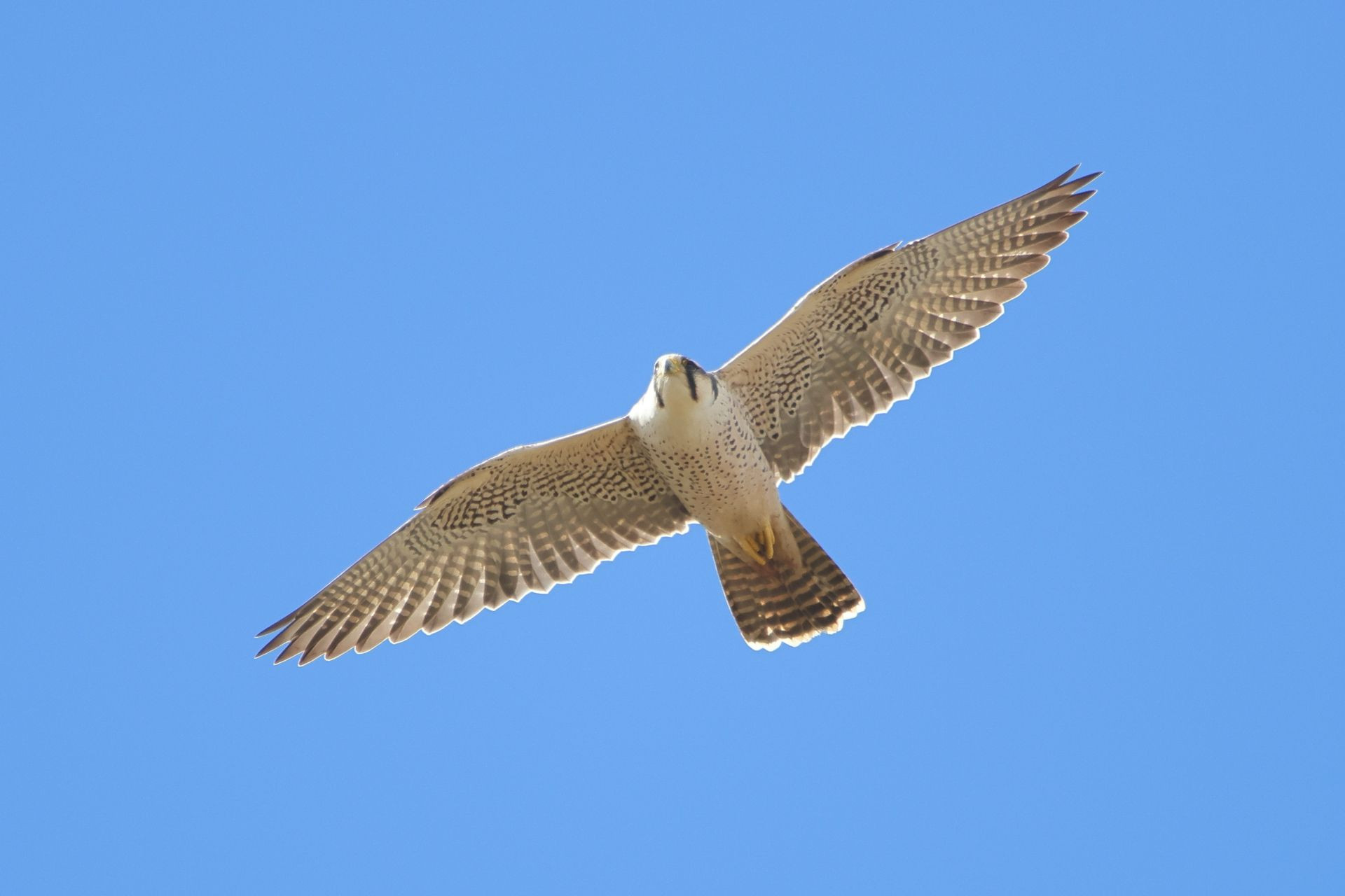 Lanner Falcon Image