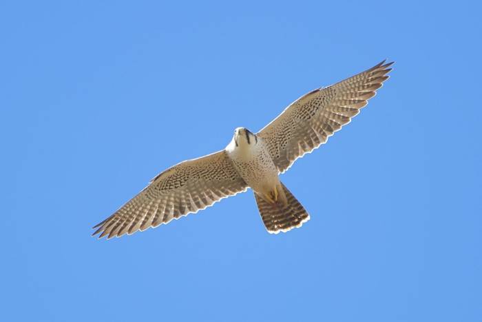 Lanner Falcon © Tim Young, November 2025 tour.JPG