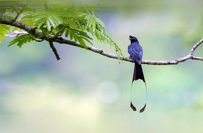 Greater Racket Tailed Drongo Shutterstock 649243810