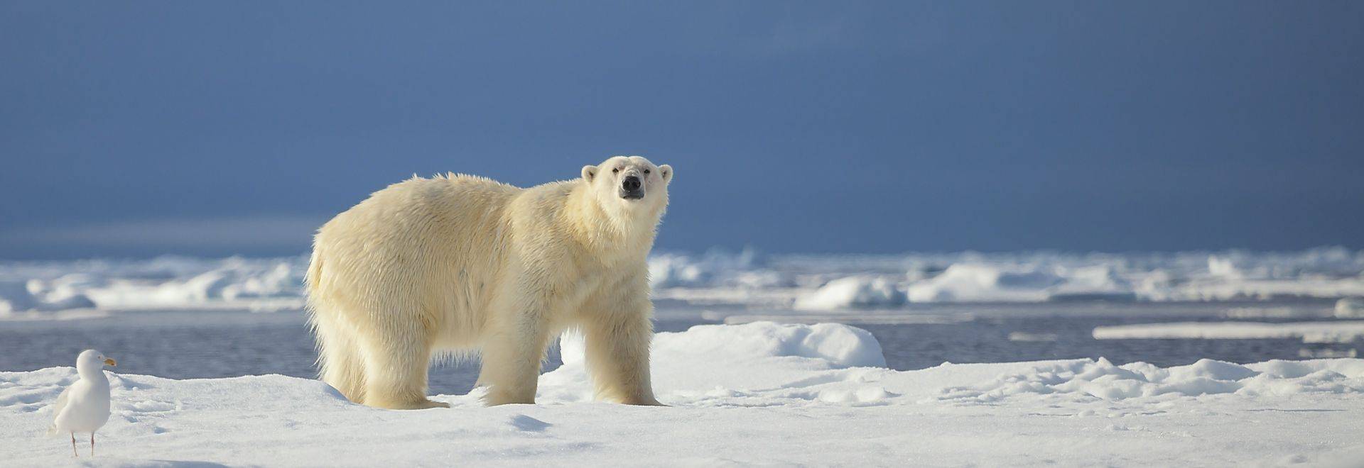 Polar Bear Shutterstock 568713703 in-viewport