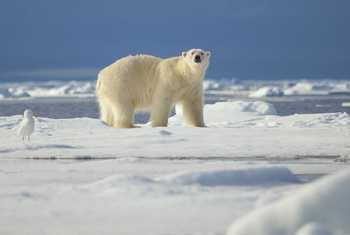Polar Bear Shutterstock 568713703
