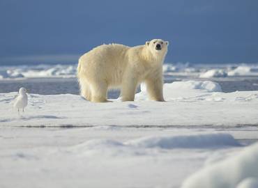 Spitsbergen - Realm of the Polar Bear