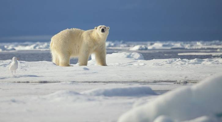 Polar Bear Shutterstock 568713703