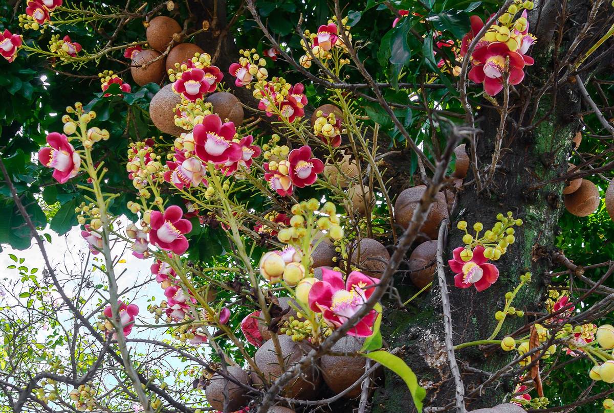 Cannonball tree flowers, Sri Lanka shutterstock_630856259.jpg