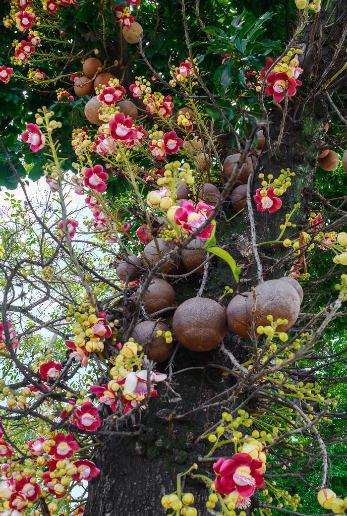 Cannonball tree flowers, Sri Lanka shutterstock_630856259.jpg