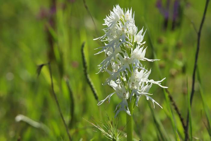 Naked Man Orchid © Luca Boscain, April 2026 tour
