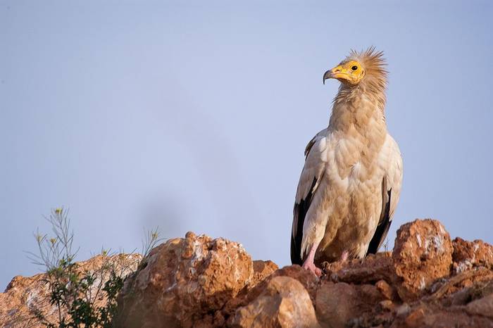 Egyptian Vulture, Spain shutterstock_1268379643.jpg