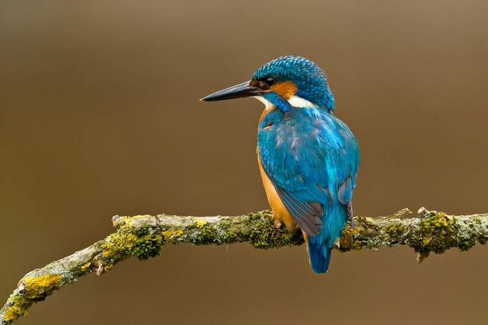 Kingfisher shutterstock_107649008.jpg