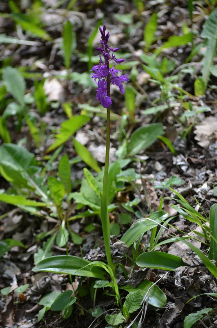 Orchis Mascula (D Phillips)