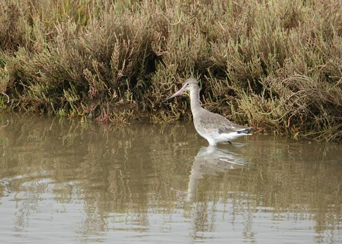 Black-tailed Godwit (Su Gough)