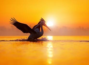 Greece - Lake Kerkini in Spring