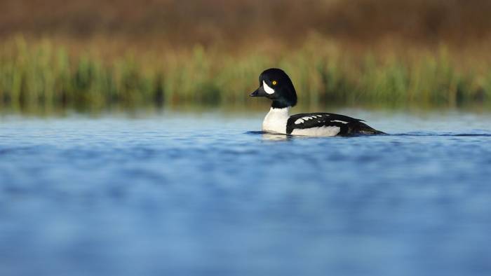 Barrow's Goldeneye (Dave Jackson)