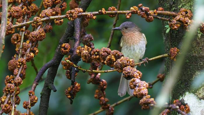 Philippine Bulbul
