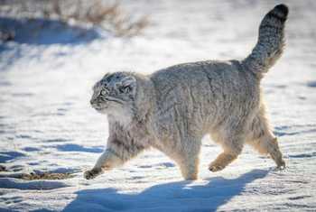 Pallas's Cat (or Manul) (Soaring Expeditions)