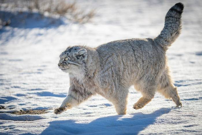 Pallas's Cat (or Manul) (Soaring Expeditions)