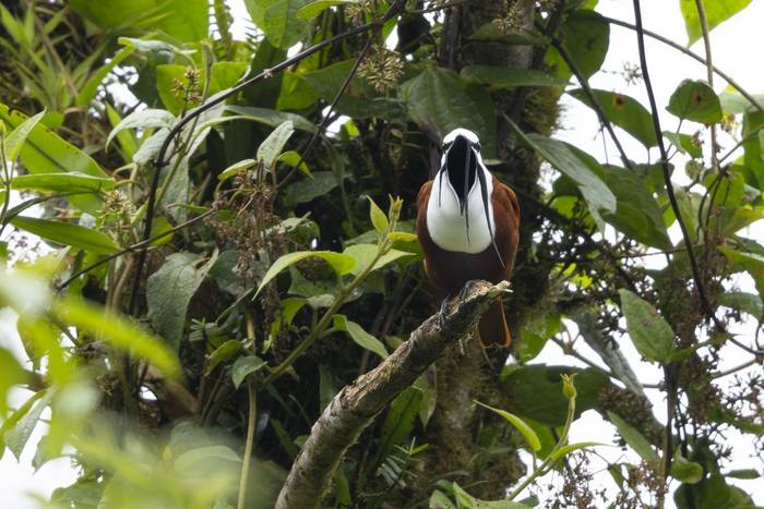 Three-wattled Bellbird © Oliver Smart, April 2026 tour