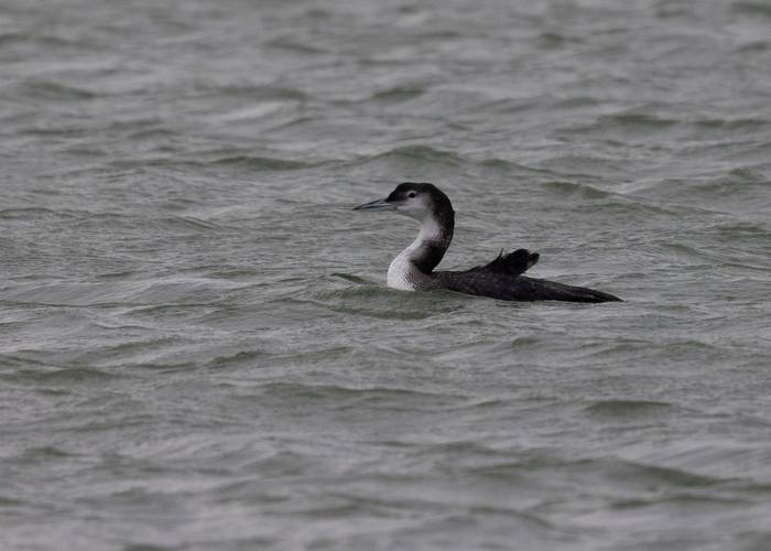 Great Northern Diver (Marcus Ward)