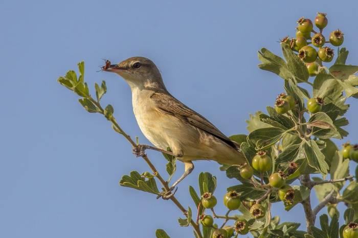 Olive-tree Warbler