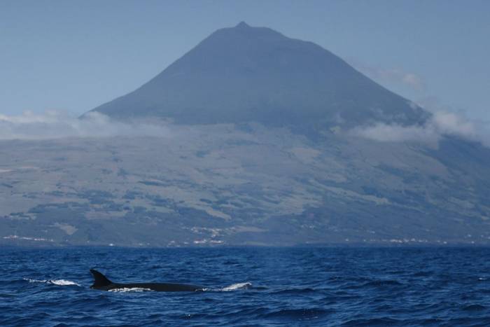 Sei Whale with Pico Island (Sara Frost) (2).jpg