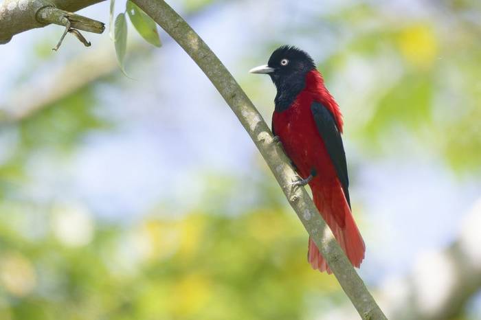 Maroon Oriole © participant Alex Kozlenkov, March 2025