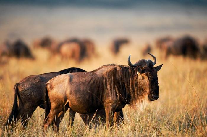 Wildebeest Kenya Shutterstock 59163949