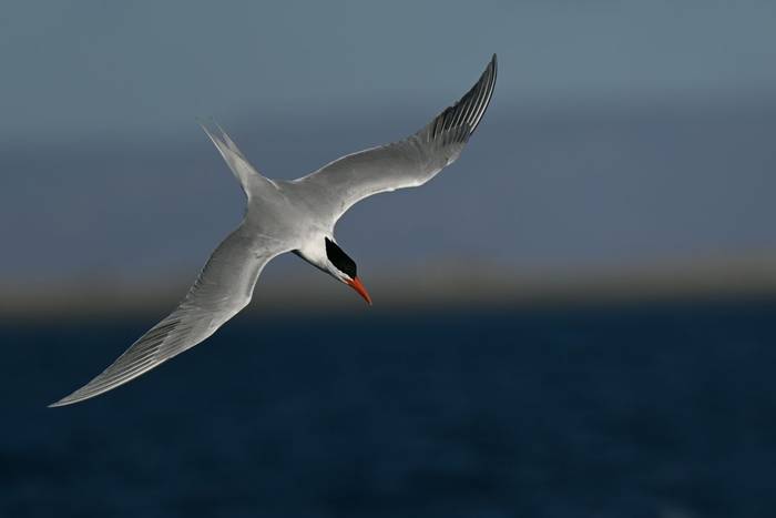 Royal Tern (Tim Melling) .jpg