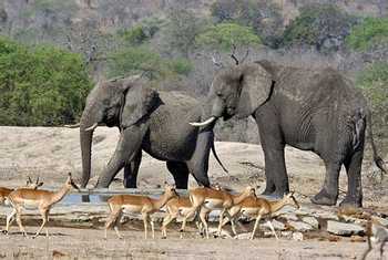 Impala and Elephants (Leon Marais)