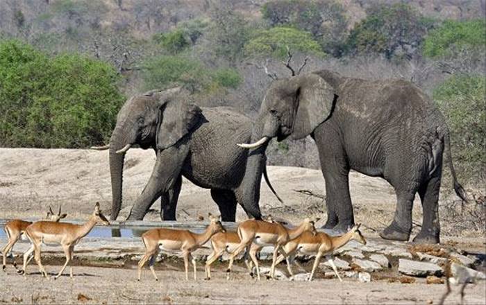 Impala and Elephants (Leon Marais)
