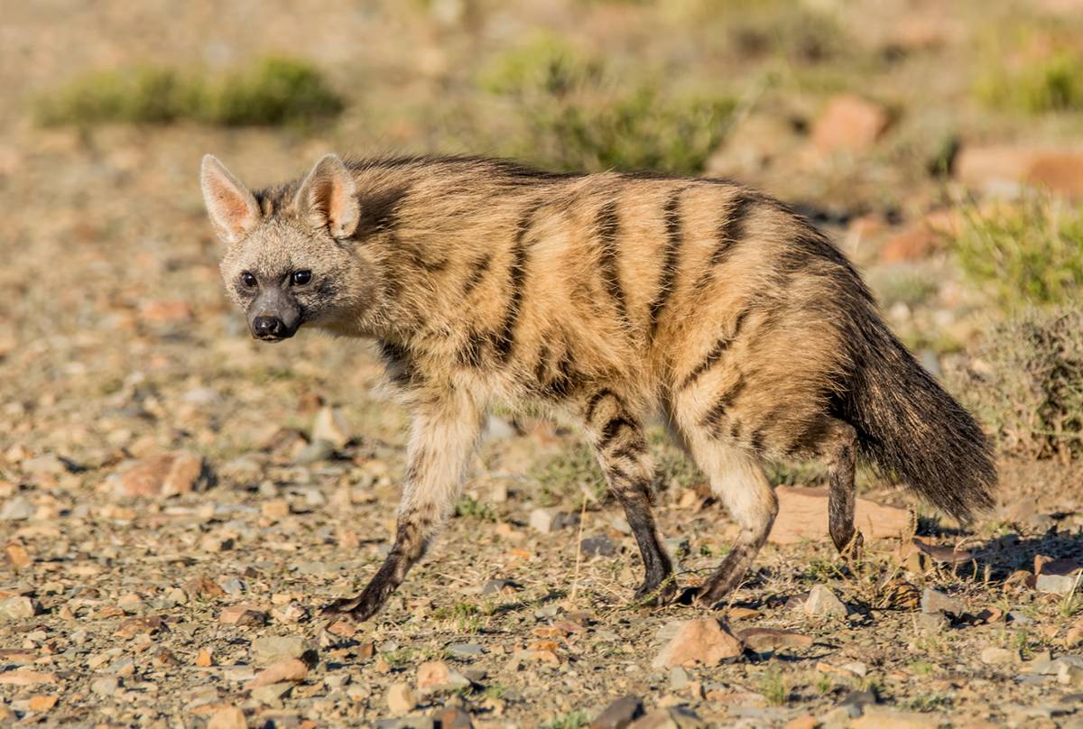 Aardwolf,-South-Africa-shutterstock_433083541.png