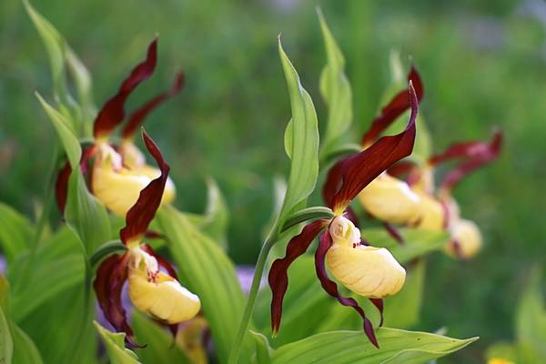 Lady'S Slipper Orchid