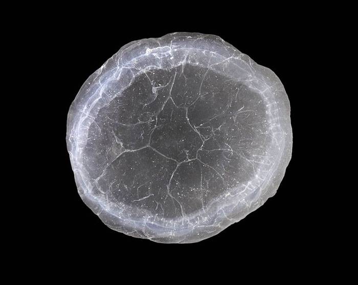Crystal Jellyfish (Andrew Cleave).jpg