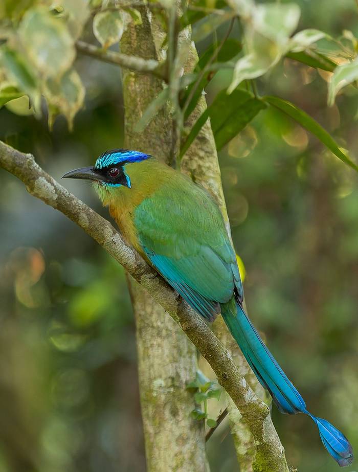lessons-motmot-momotus-lessonii_55181881054_o.jpg