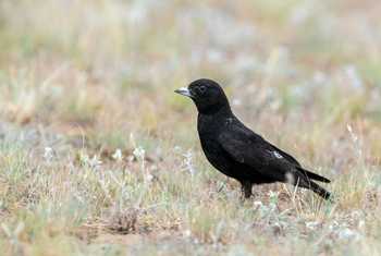 Black Lark, Kazakhstan shutterstock_1643803003.jpg