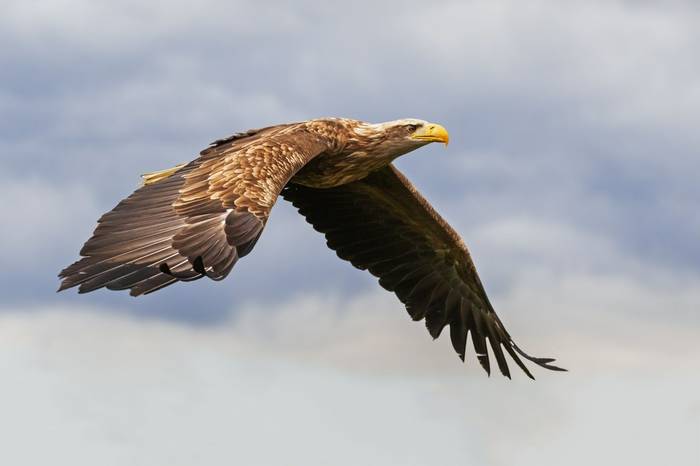 White-tailed Eagle shutterstock_1495182617.jpg