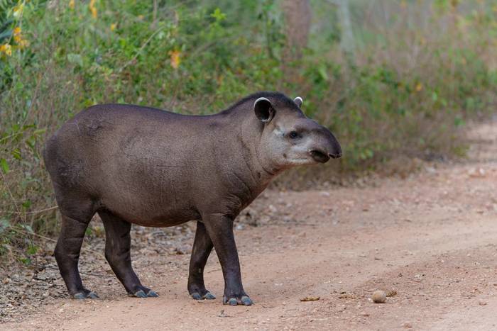 Brazilian Tapir