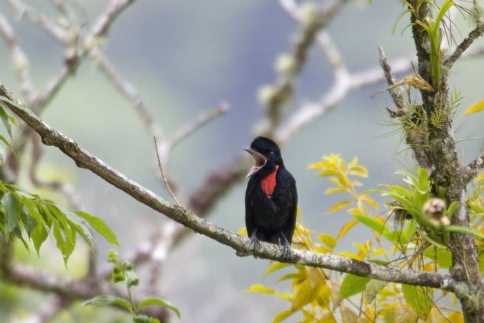 Bare-necked Umbrellabird, Costa Rica shutterstock_111910565.jpg