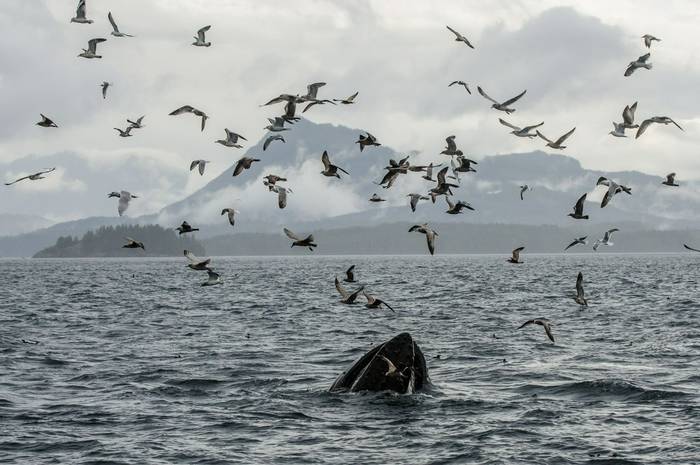 Humpback Whale lunge feeding (Tim Melling)
