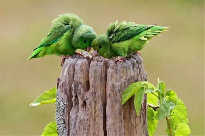 Green-rumped Parrotlets (Ann & Walter Burns)
